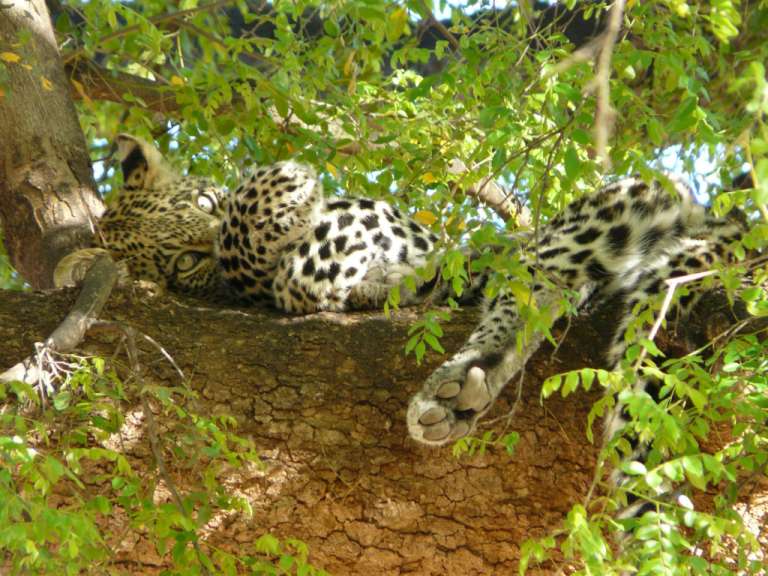 Ein Leopard liegt auf einem Ast eines Baumes