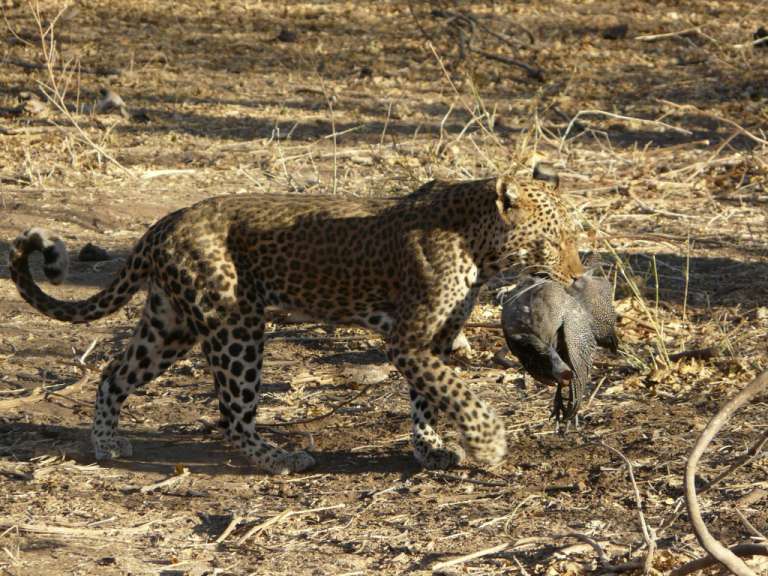 Ein Leopard läuft mit einem Schwein im Maul