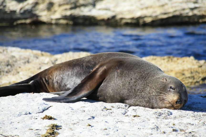 01.01.09 - Kaikoura - Peninsula: Seal Colony & Walkway