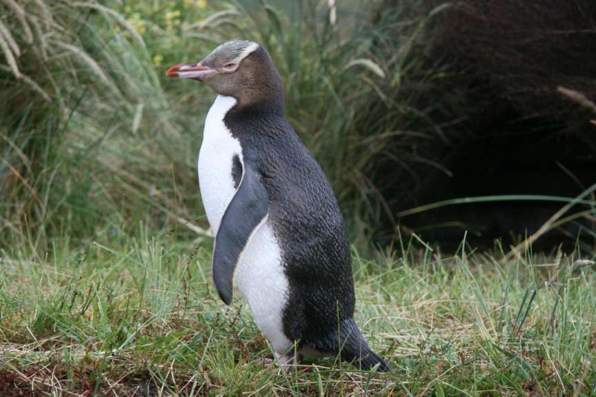 Gelbaugenpinguin