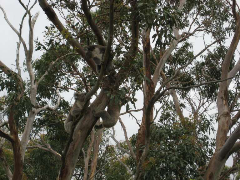 Zwei Koalas hängen an einem Ast eines Baumes