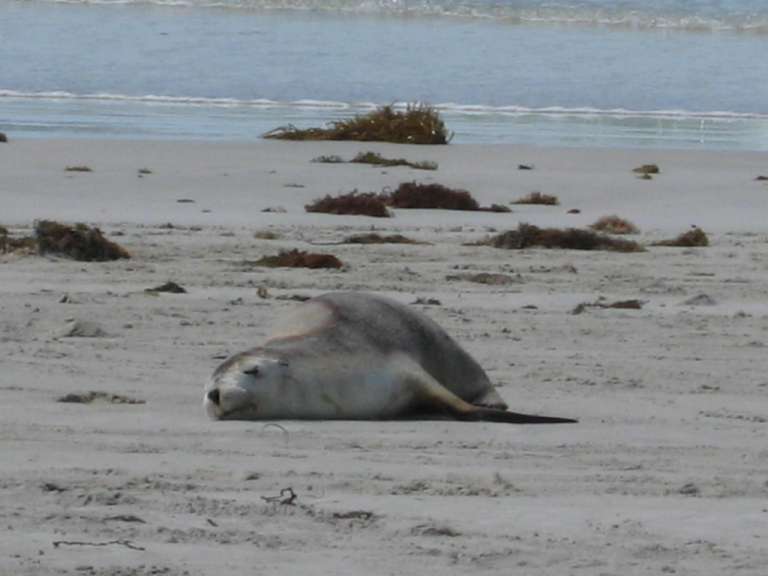 Seelöwen auf Kangaroo Island
