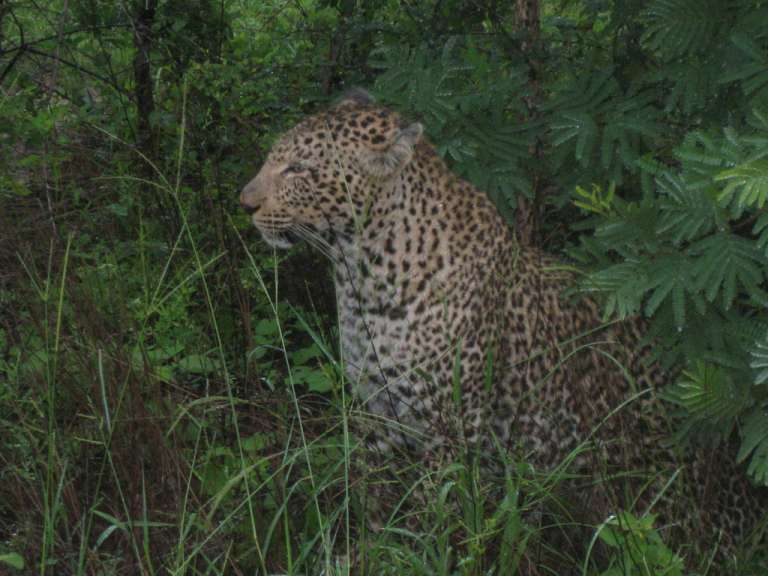 Leopard