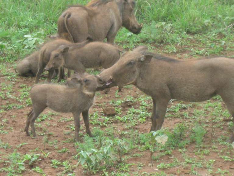 Warzenschweinfamilie