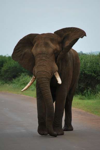 Elefant im Krügerpark