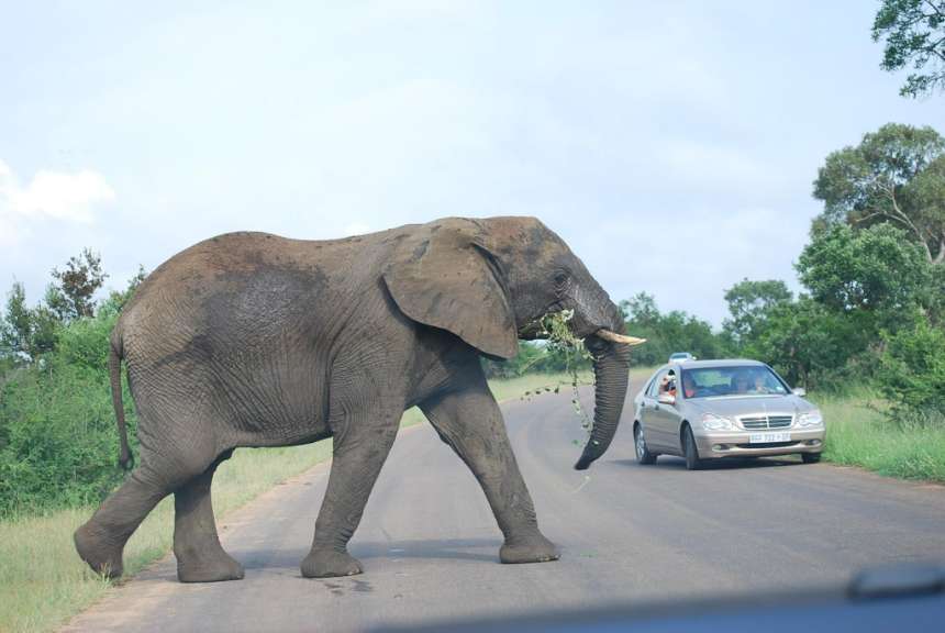 Elefant