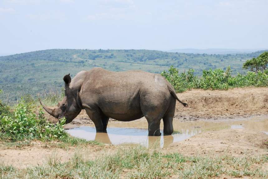 Nashorn im Hluhluwe-Park