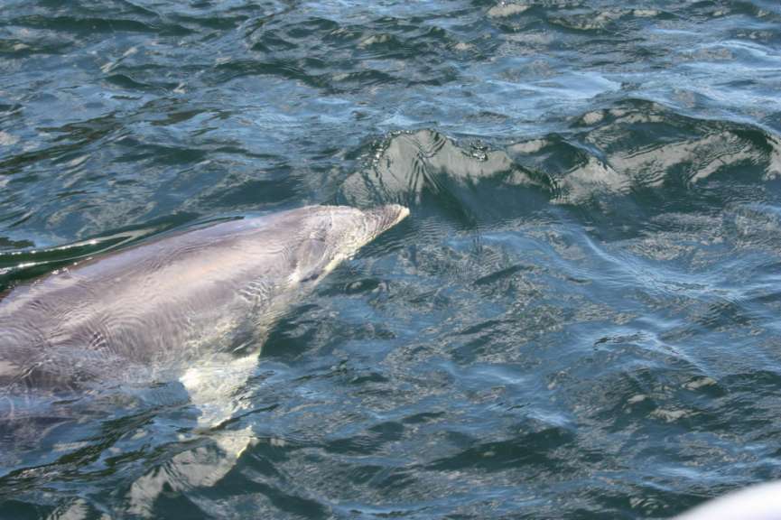 Ein Delphin schwimmt im Ozean und schaut in die Kamera