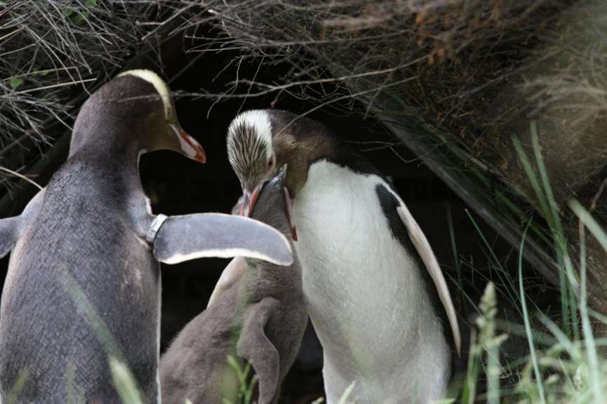 Gelbaugenpinguine