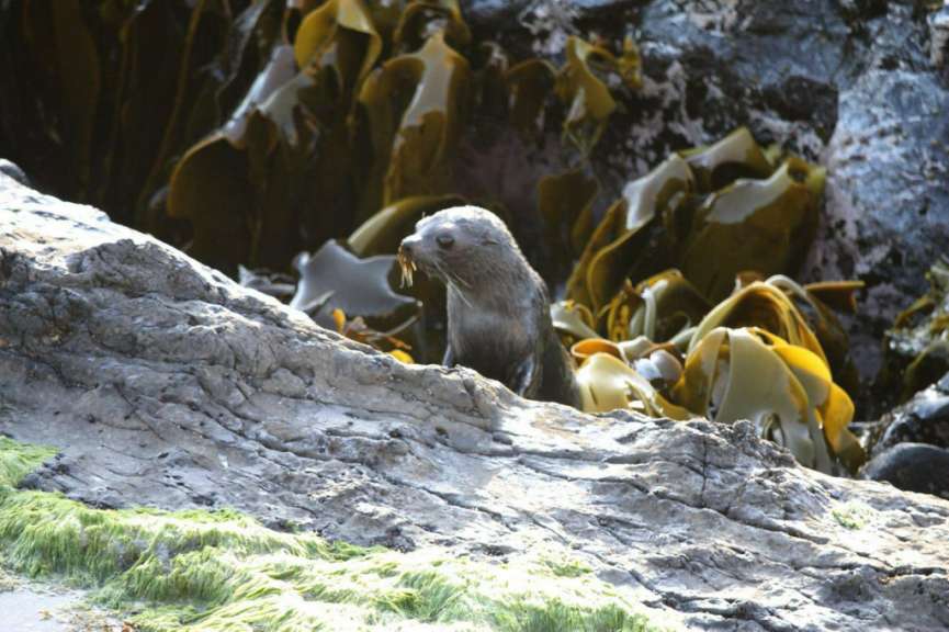 Seehund in der Curio Bay