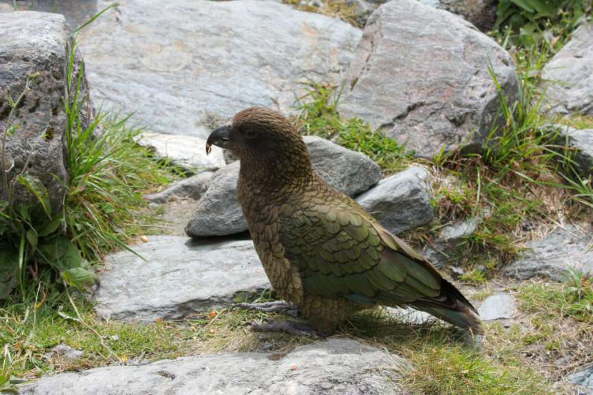 Kea