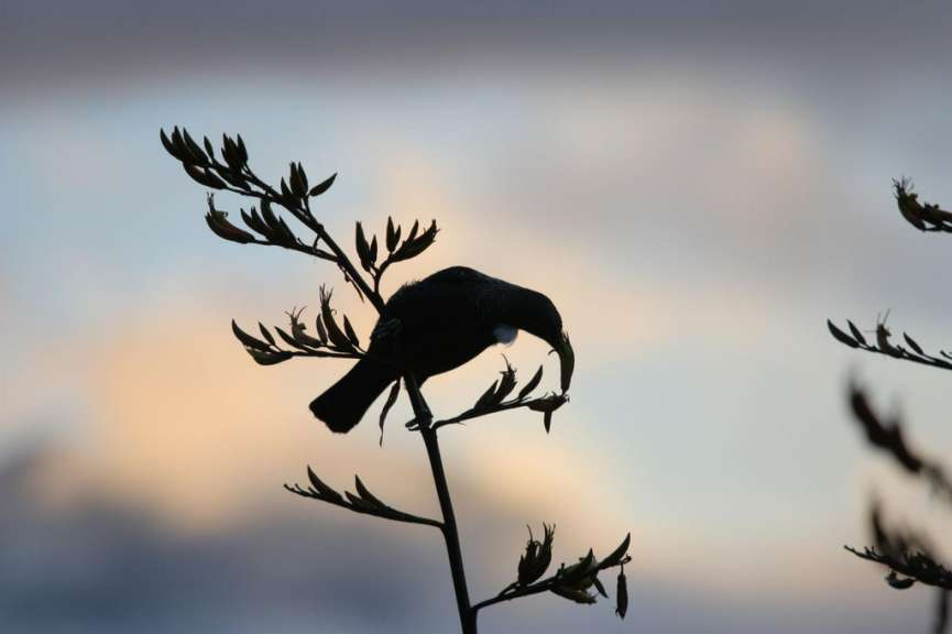 Tui