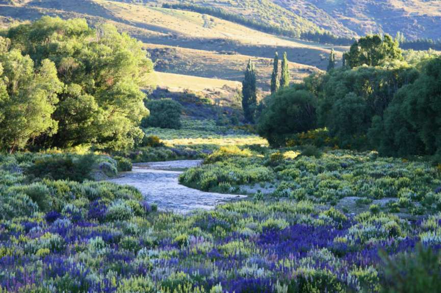 Ein Fluss fließt durch ein Feld mit lila und weißen Blumen