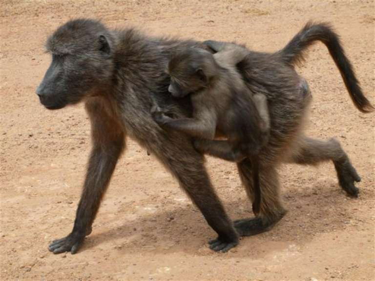 Ein Affe trägt ein Baby auf dem Rücken