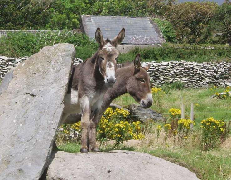 Esel in Dingle