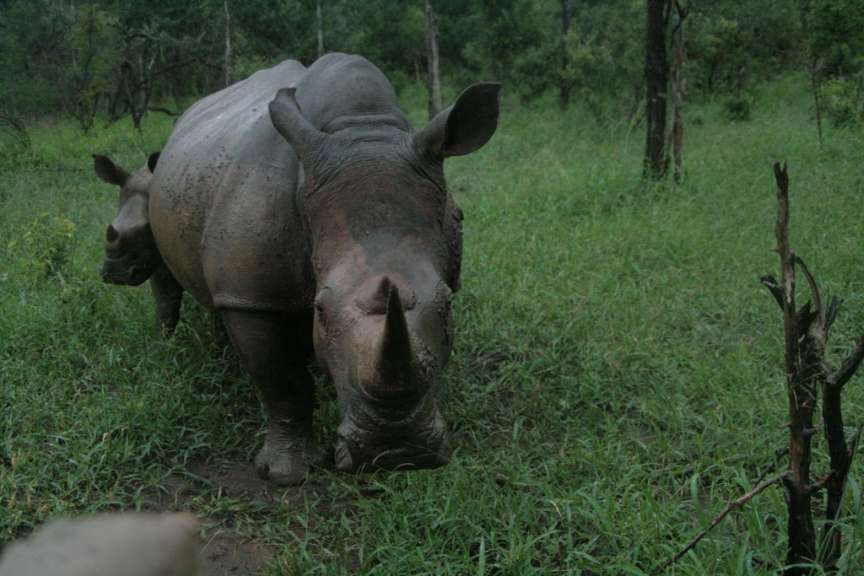 Mkaya Game Park Swasiland