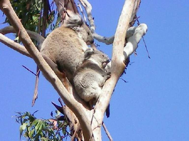 Zwei Koalas schlafen in einem Baum