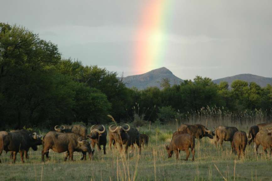 Eine Herde Büffel steht in einem Feld mit einem Regenbogen im Hintergrund