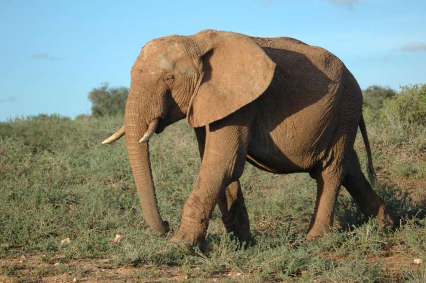 Ein brauner elefant geht durch einen grasbewachsenen feld