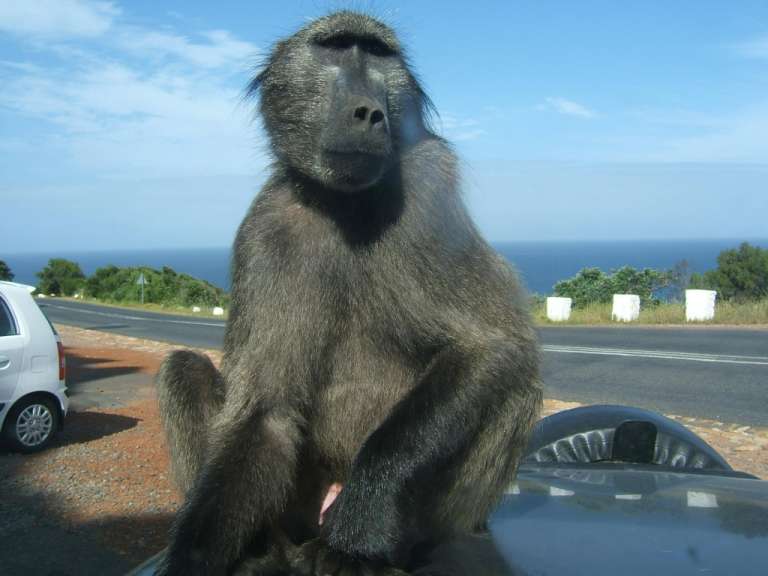 Ein Affe sitzt auf der Motorhaube eines Autos