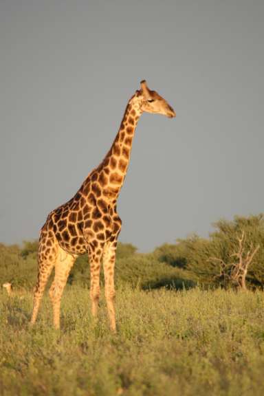 Eine Giraffe genießt den Sonnenuntergang.