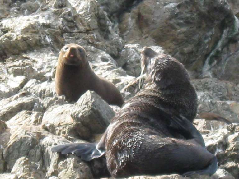 Seehunde bei Kaikoura