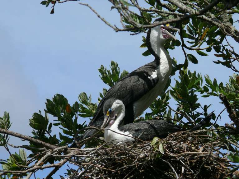 Kormorane auf Mangrovenbaum in Paihia