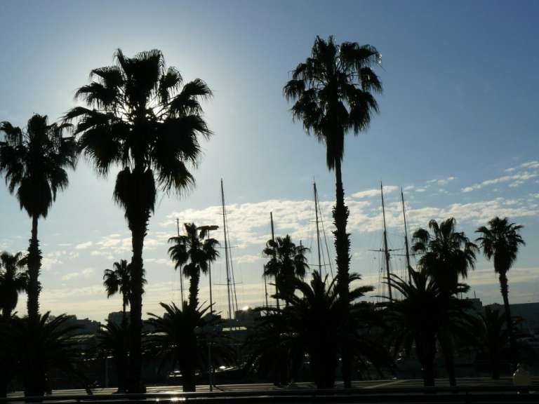 Die Sonne scheint durch die Palmen
