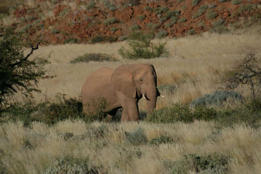 Wüstenelefant bei Doro Navas