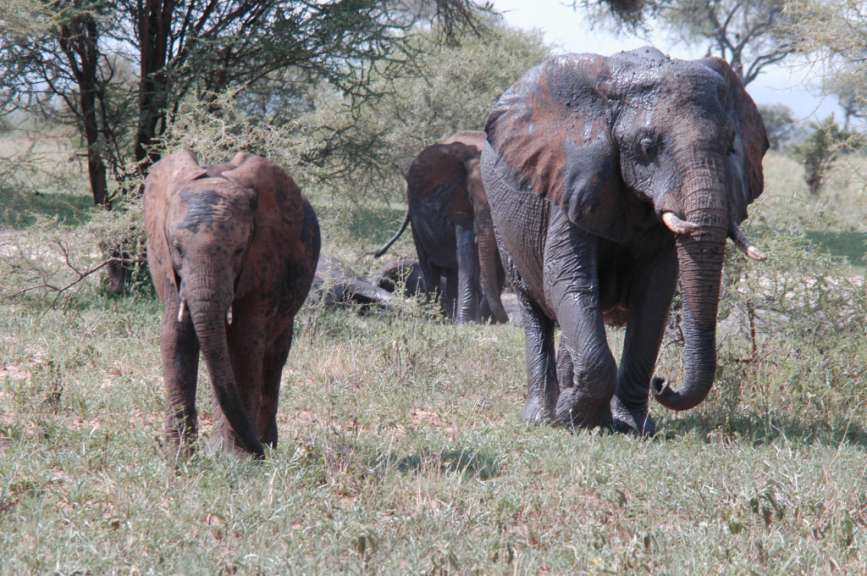 Elefanten in Tarangire