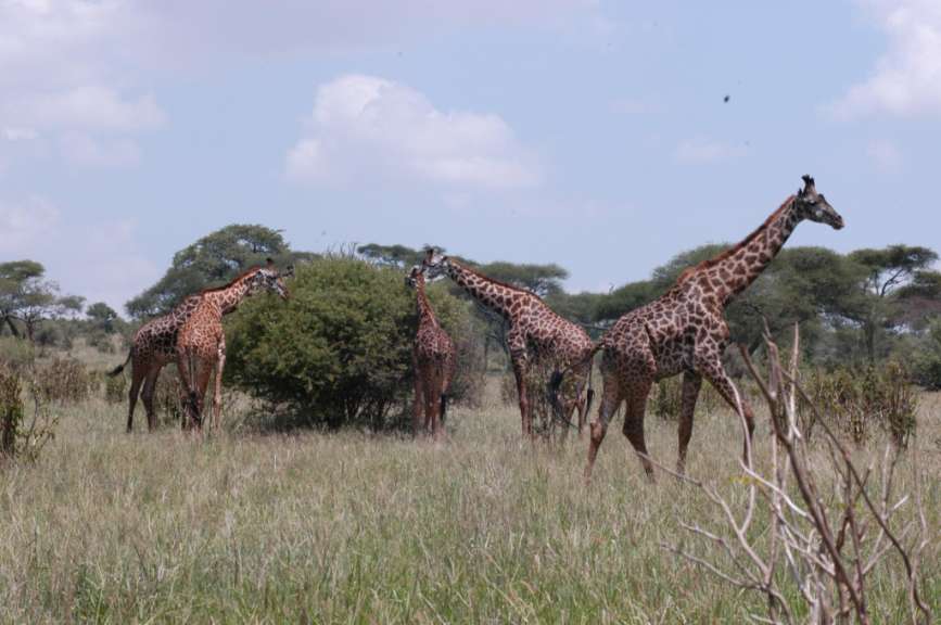 Giraffen in Tarangire