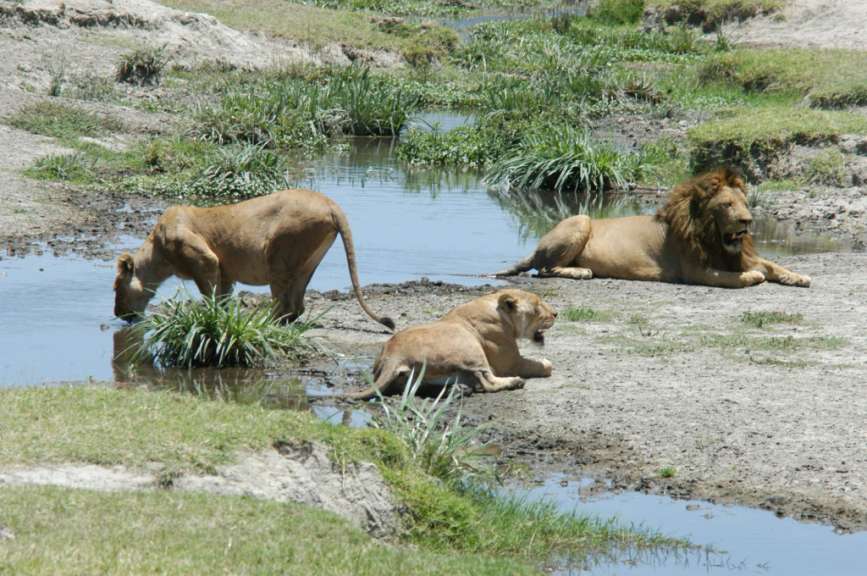 Löwen im Ngorongoro