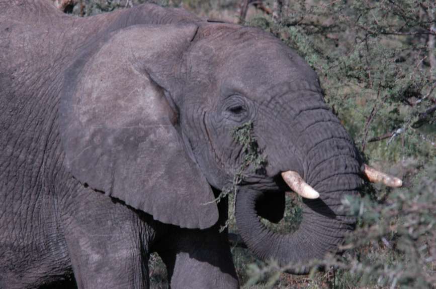 Elefant Serengeti