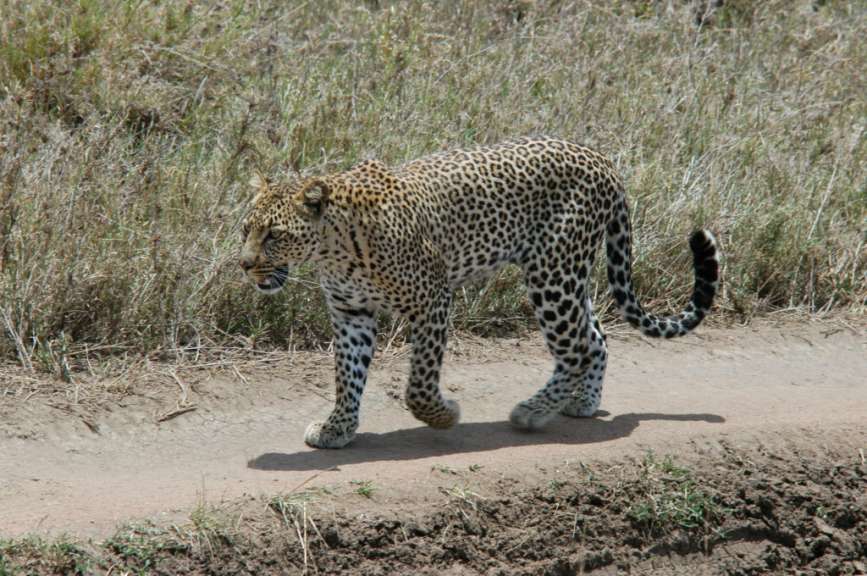 Leopard Serengeti