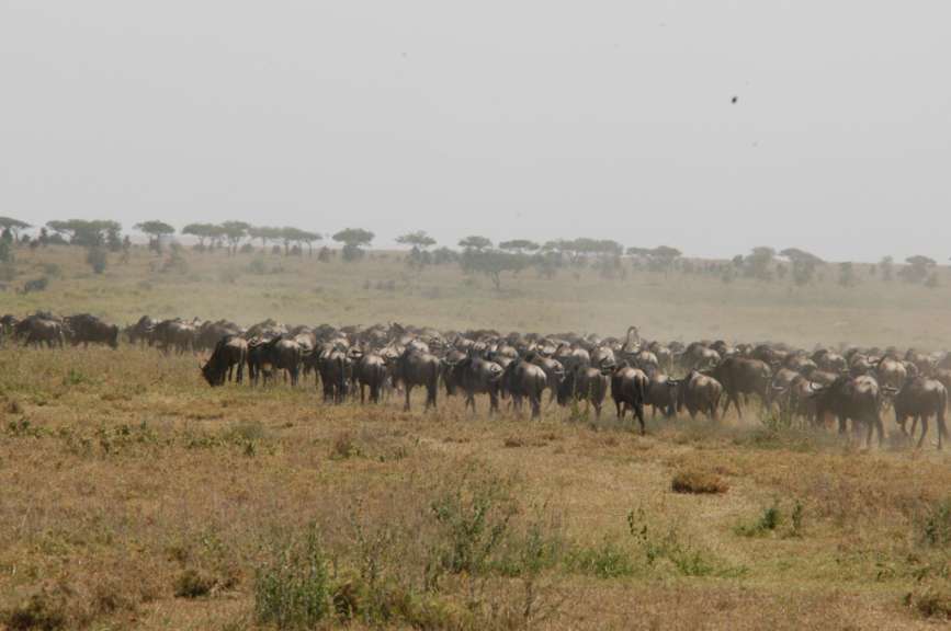 Migration Serengeti