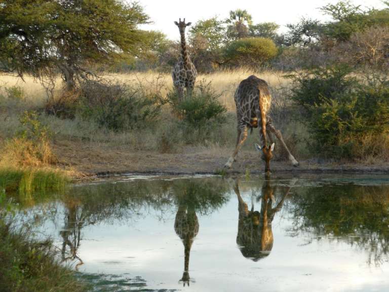 Tierischer sundowner