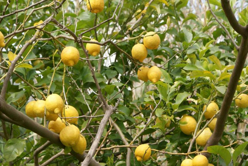 Zitronen frisch ab Baum