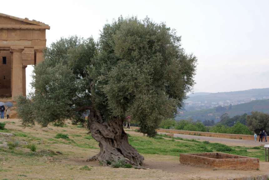 Valle dei Templi (ohne Touristen)