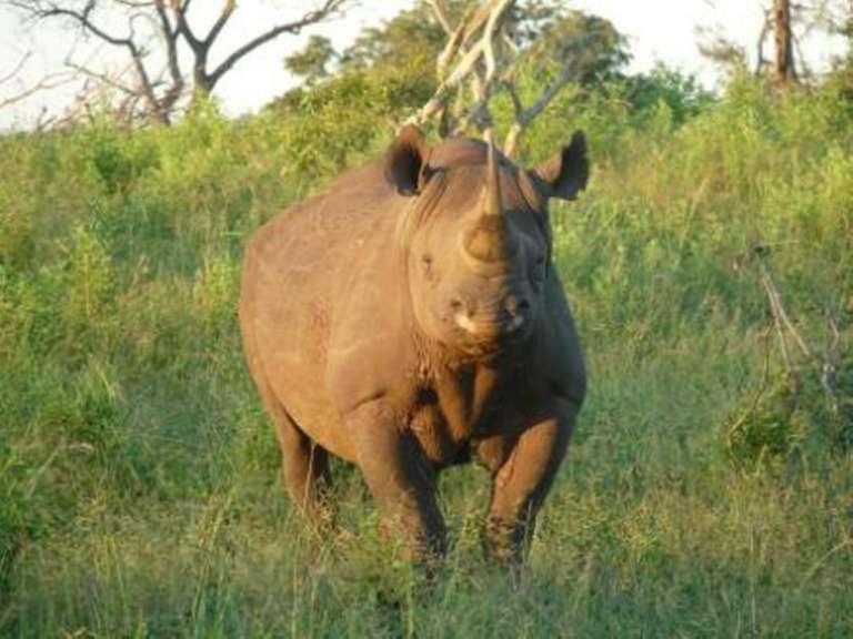 Ein schwarzes Nashorn steht auf einer Wiese und schaut in die Kamera .