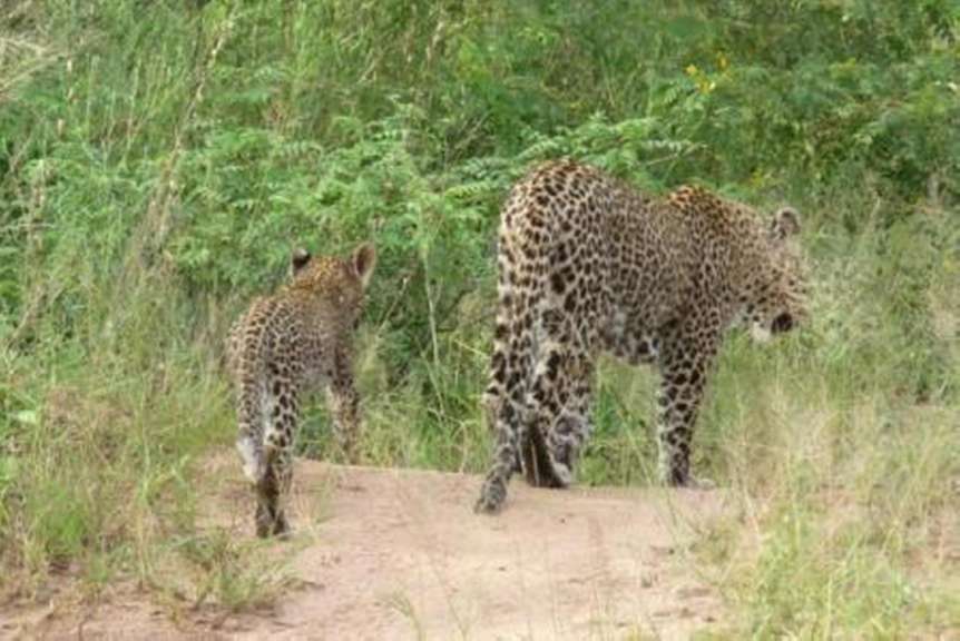 Ein Leopard und ein Junge gehen auf einem Feldweg .
