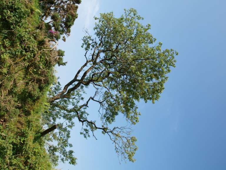 Bodmin Wells