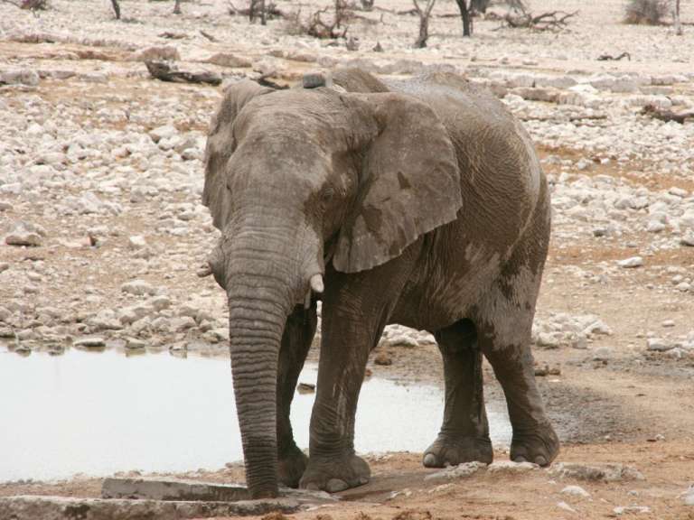 Okaukuejo, Elefant am Wasserloch