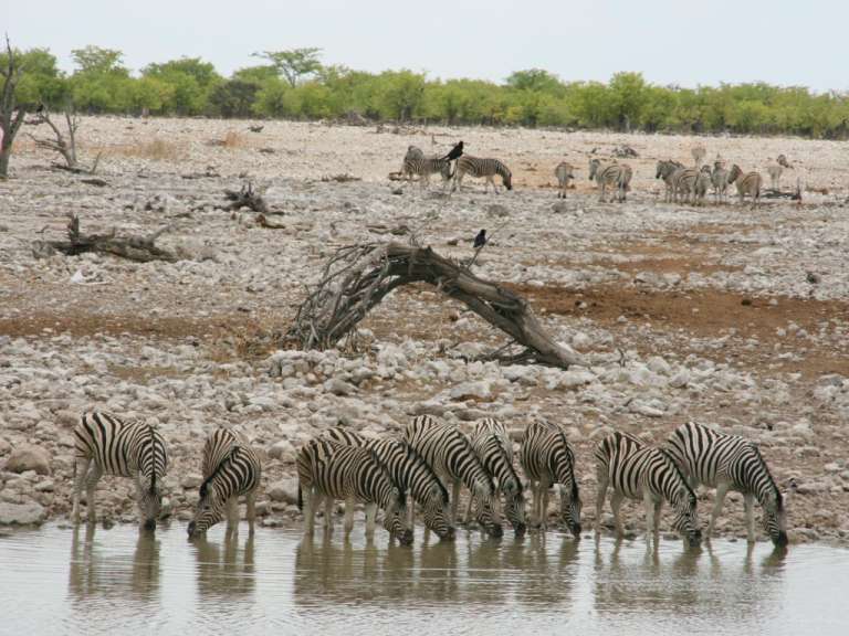 Okaukuejo, Zebras am Wasserloch