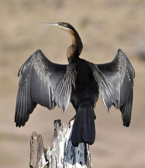 Ein Vogel sitzt auf einem Baumstamm mit ausgebreiteten Flügeln