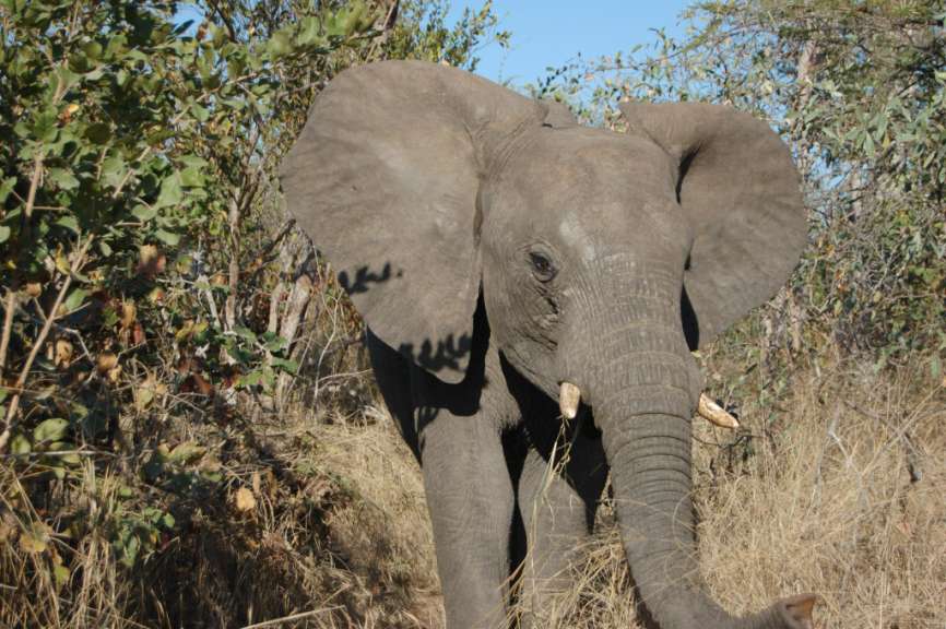In Sabi Sands