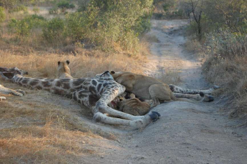 Löwin in Giraffe