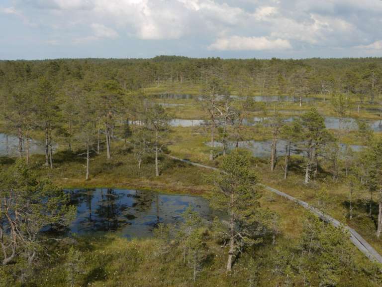 Moorlandschaft im Lahemaa-Nationalpark
