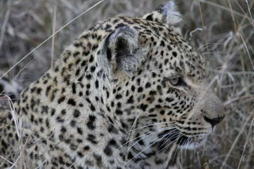 Leopard 1/4