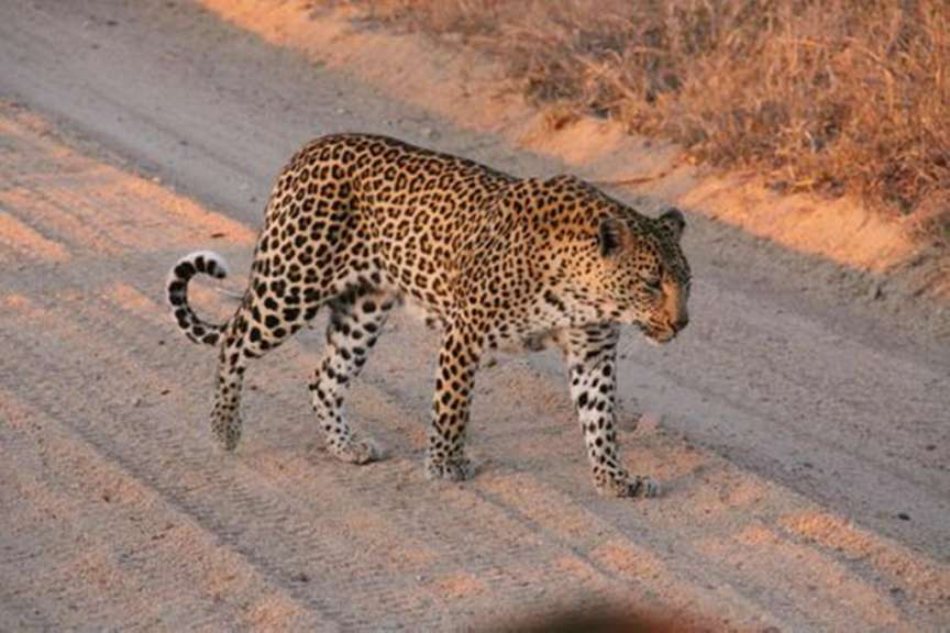 Leopard Sabi Sand