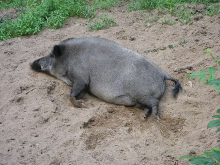 Faules Wildschwein